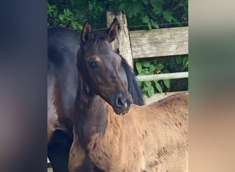 Oldenburg, Mare, Foal (04/2026), 16.1 hh, Black