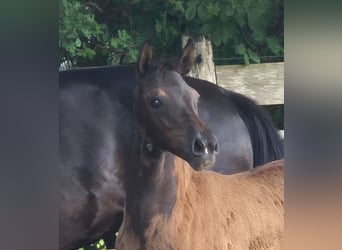 Oldenburg, Mare, Foal (04/2026), 16.1 hh, Black