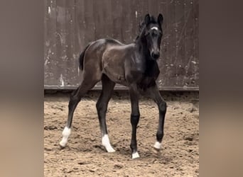 Oldenburg, Mare, Foal (02/2024), 16.1 hh, Black