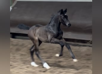 Oldenburg, Mare, Foal (02/2024), 16.1 hh, Black