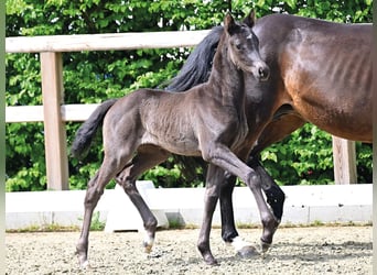 Oldenburg, Mare, Foal (04/2026), 16.1 hh, Black