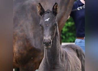 Oldenburg, Mare, Foal (04/2026), 16.1 hh, Black