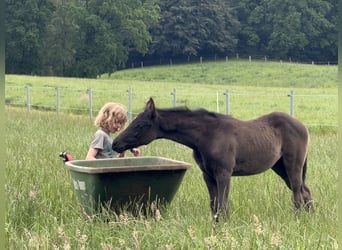 Oldenburg, Mare, Foal (04/2026), 16.1 hh, Black