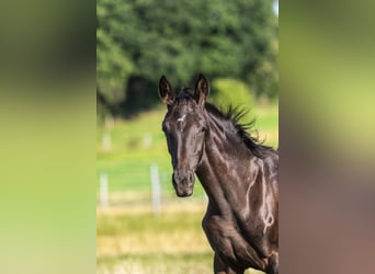 Oldenburg, Mare, Foal (04/2026), 16.1 hh, Black