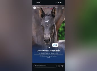 Oldenburg, Mare, Foal (04/2026), 16.1 hh, Black