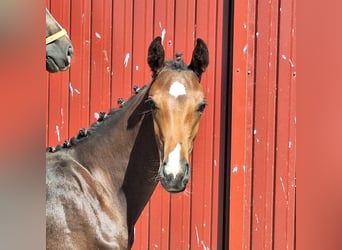 Oldenburg, Mare, Foal (03/2026), 16.1 hh, Brown