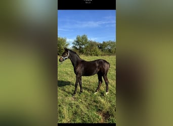 Oldenburg, Mare, Foal (03/2025), 16.1 hh, Brown