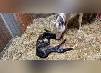 Oldenburg, Mare, Foal (03/2026), 16.1 hh, Can be white