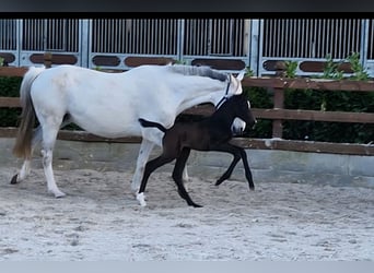 Oldenburg, Mare, Foal (03/2026), 16.1 hh, Can be white