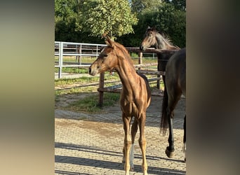 Oldenburg, Mare, Foal (06/2026), 16.1 hh, Chestnut
