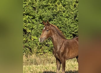 Oldenburg, Mare, Foal (06/2026), 16.1 hh, Chestnut