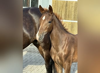 Oldenburg, Mare, Foal (06/2026), 16.1 hh, Chestnut