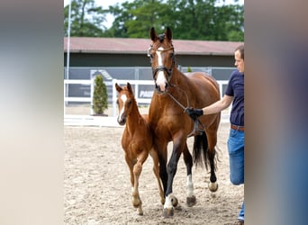 Oldenburg, Mare, Foal (04/2026), 16.1 hh, Chestnut