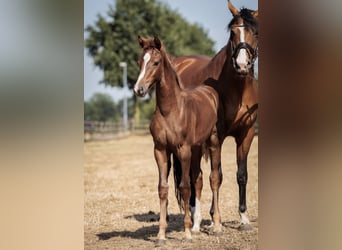 Oldenburg, Mare, Foal (04/2026), 16.1 hh, Chestnut