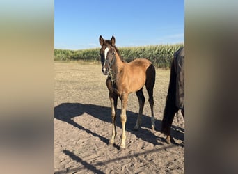Oldenburg, Mare, Foal (05/2026), 16.1 hh, Chestnut-Red