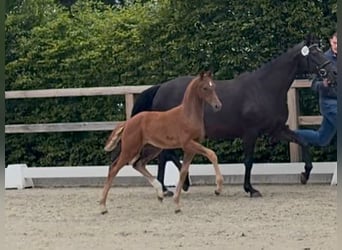 Oldenburg, Mare, Foal (04/2026), 16.1 hh