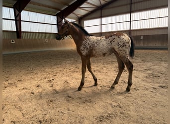 Oldenburg, Mare, Foal (05/2026), 16.1 hh, Leopard-Piebald