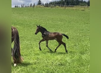 Oldenburg, Mare, Foal (06/2026), 16.2 hh, Bay-Dark