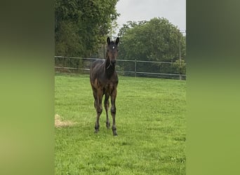 Oldenburg, Mare, Foal (06/2026), 16.2 hh, Bay-Dark