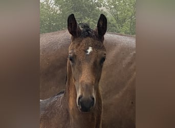 Oldenburg, Mare, Foal (06/2026), 16.2 hh, Bay-Dark