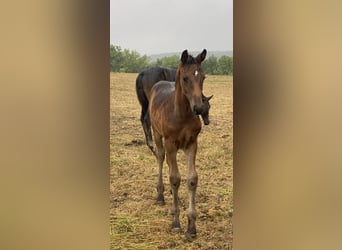Oldenburg, Mare, Foal (06/2026), 16.2 hh, Bay-Dark