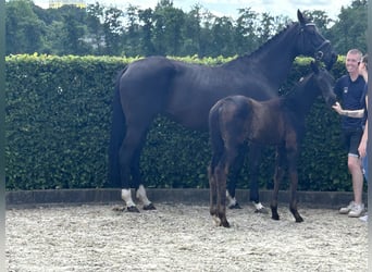 Oldenburg, Mare, Foal (03/2026), 16.2 hh, Black