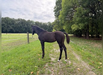 Oldenburg, Mare, Foal (05/2026), 16.2 hh, Black