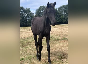 Oldenburg, Mare, Foal (03/2026), 16.2 hh, Black