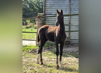 Oldenburger, Stute, Fohlen (06/2024), 16,2 hh, Rappe