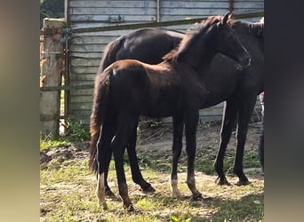 Oldenburger, Stute, Fohlen (06/2024), 16,2 hh, Rappe