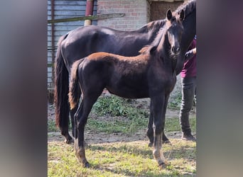 Oldenburger, Stute, Fohlen (06/2024), 16,2 hh, Rappe