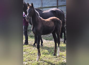 Oldenburger, Stute, Fohlen (06/2024), 16,2 hh, Rappe