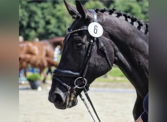 Oldenburg, Mare, Foal (04/2026), 16.2 hh, Black