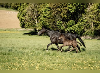 Oldenburg, Mare, Foal (03/2026), 16.2 hh, Black