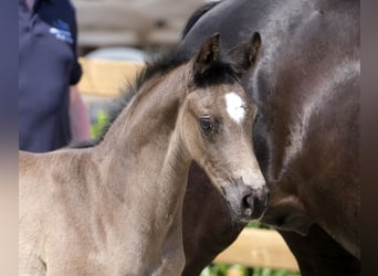 Oldenburg, Mare, Foal (05/2026), 16.2 hh, Black