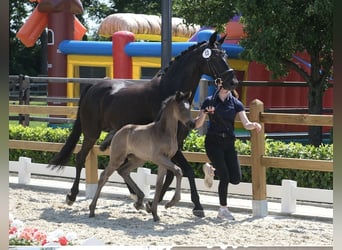 Oldenburg, Mare, Foal (05/2026), 16.2 hh, Black