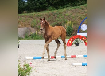 Oldenburg, Mare, Foal (05/2024), 16,2 hh, Chestnut