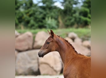 Oldenburg, Mare, Foal (05/2024), 16,2 hh, Chestnut