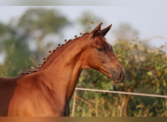 Oldenburg, Mare, Foal (05/2024), 16,2 hh, Chestnut