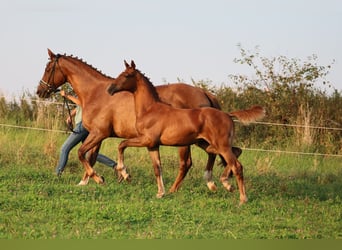 Oldenburg, Mare, Foal (05/2024), 16,2 hh, Chestnut