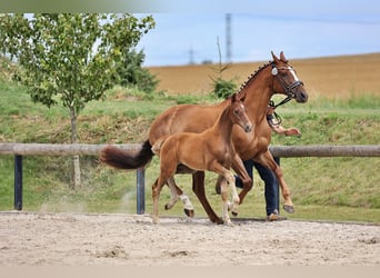 Oldenburg, Mare, Foal (05/2024), 16,2 hh, Chestnut