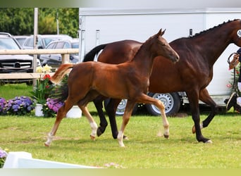 Oldenburger, Stute, Fohlen (04/2024), 16,2 hh, Dunkelfuchs