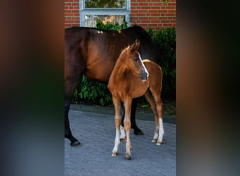 Oldenburg, Mare, Foal (06/2026), 16.2 hh, Chestnut