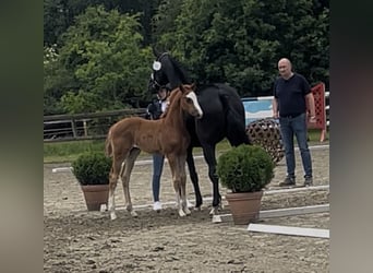 Oldenburg, Mare, Foal (04/2026), 16.2 hh, Chestnut-Red