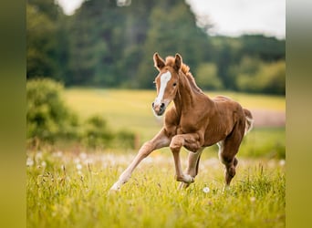 Oldenburg, Mare, Foal (05/2026), 16.2 hh, Chestnut-Red