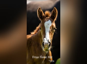 Oldenburg, Mare, Foal (05/2026), 16.2 hh, Chestnut-Red