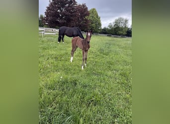 Oldenburg, Mare, , 16.2 hh