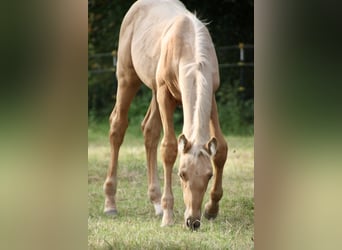 Oldenburg, Mare, Foal (06/2024), 16,2 hh, Palomino