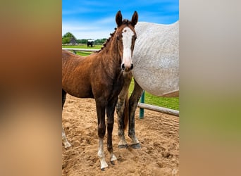 Oldenburg, Mare, Foal (05/2026), 16.2 hh