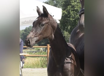 Oldenburg, Mare, Foal (05/2026), 16.2 hh, Smoky-Black